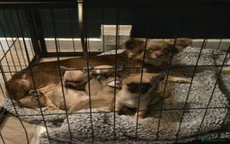 Chihuahua dogs for sale: Chihuahua pups  - Image 2