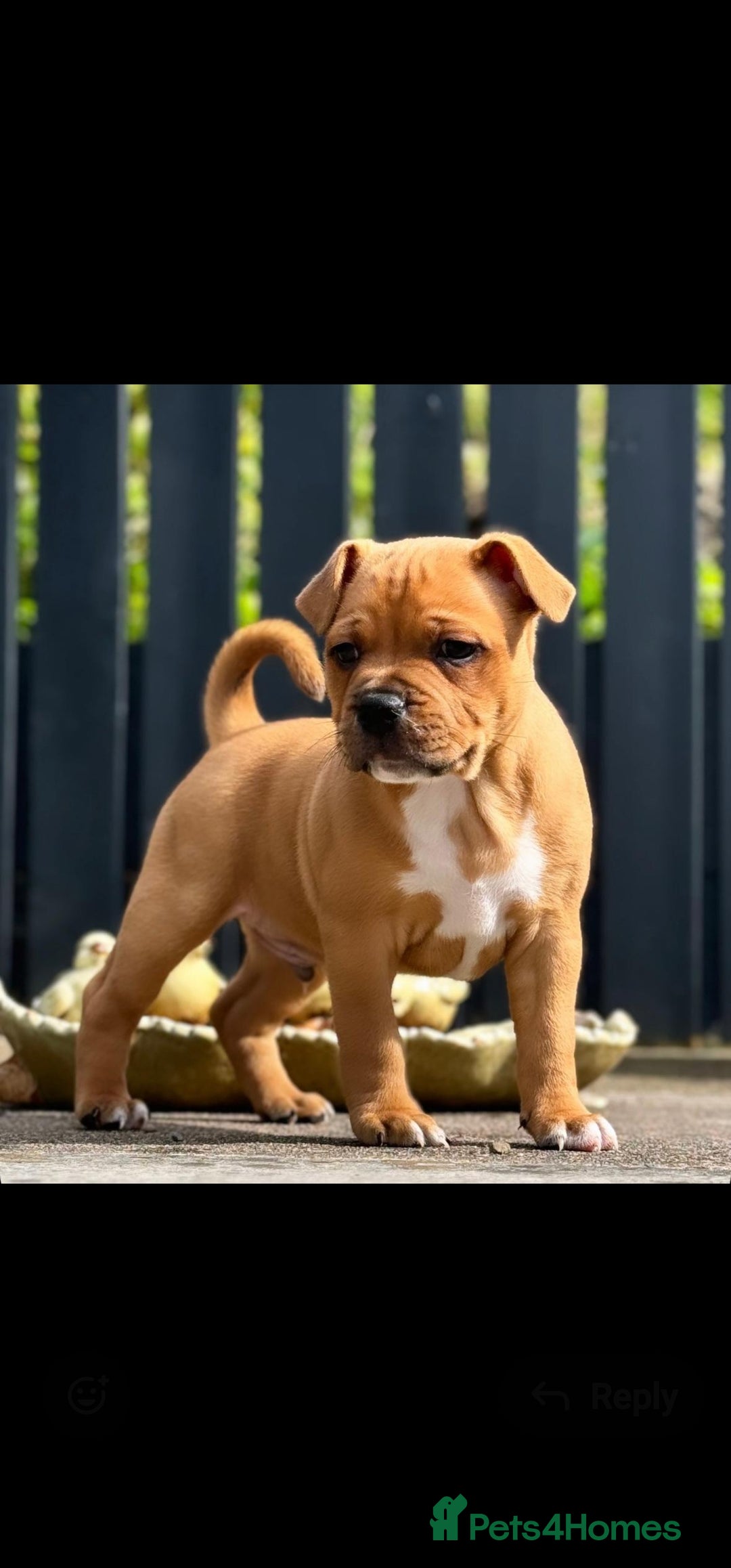 Staffordshire Bull Terrier dogs for stud: 🥨ZEUS PIED PERFECTION 🥨 COI 2.1% in Rochdale - Advert 6