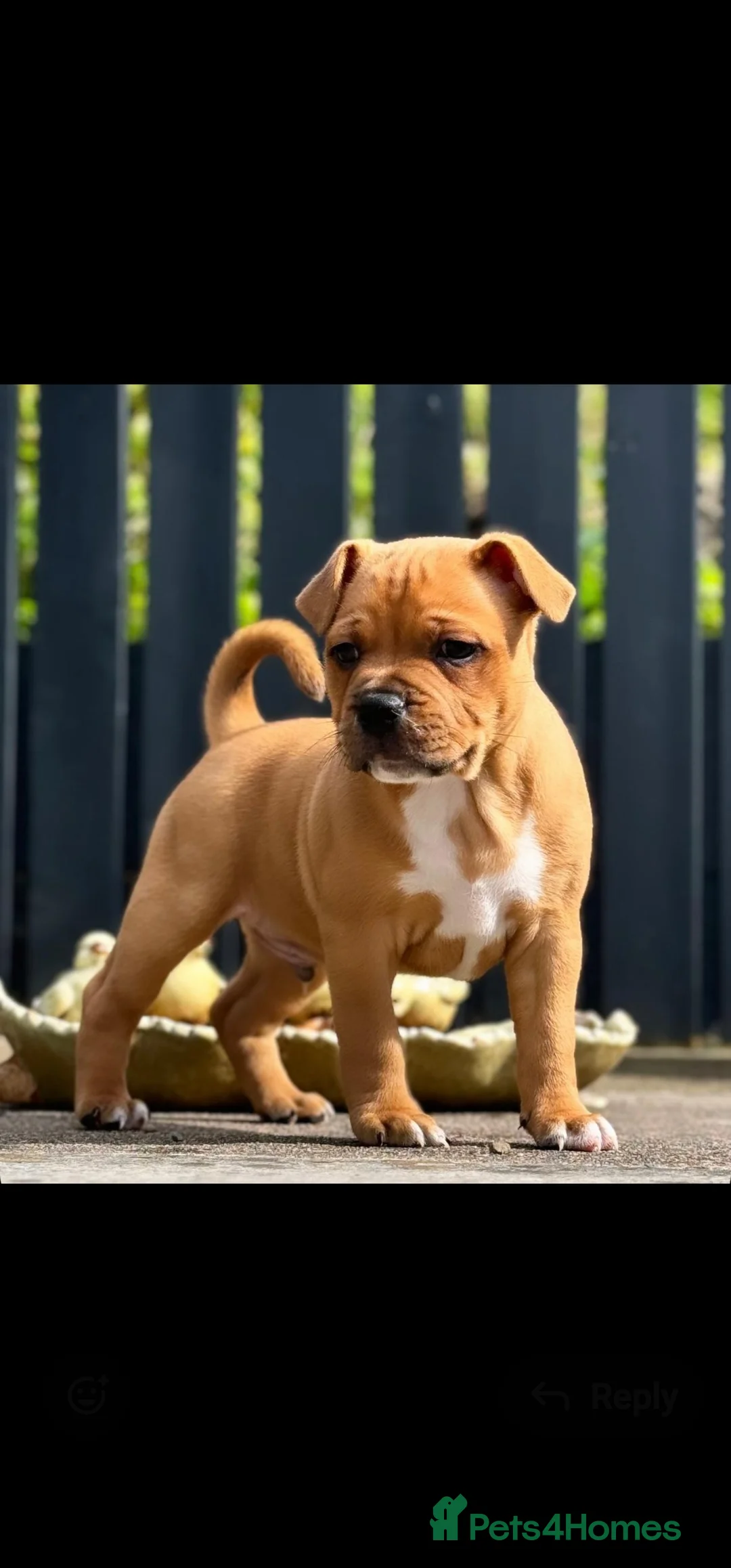 Staffordshire Bull Terrier dogs for stud: 🥨STUD FOR SALE🥨 in Rochdale - Advert 6