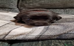 Labrador Retriever dogs for sale: KC Registered Black Lab (1 Girl, 1 boy remaining) - Image 9