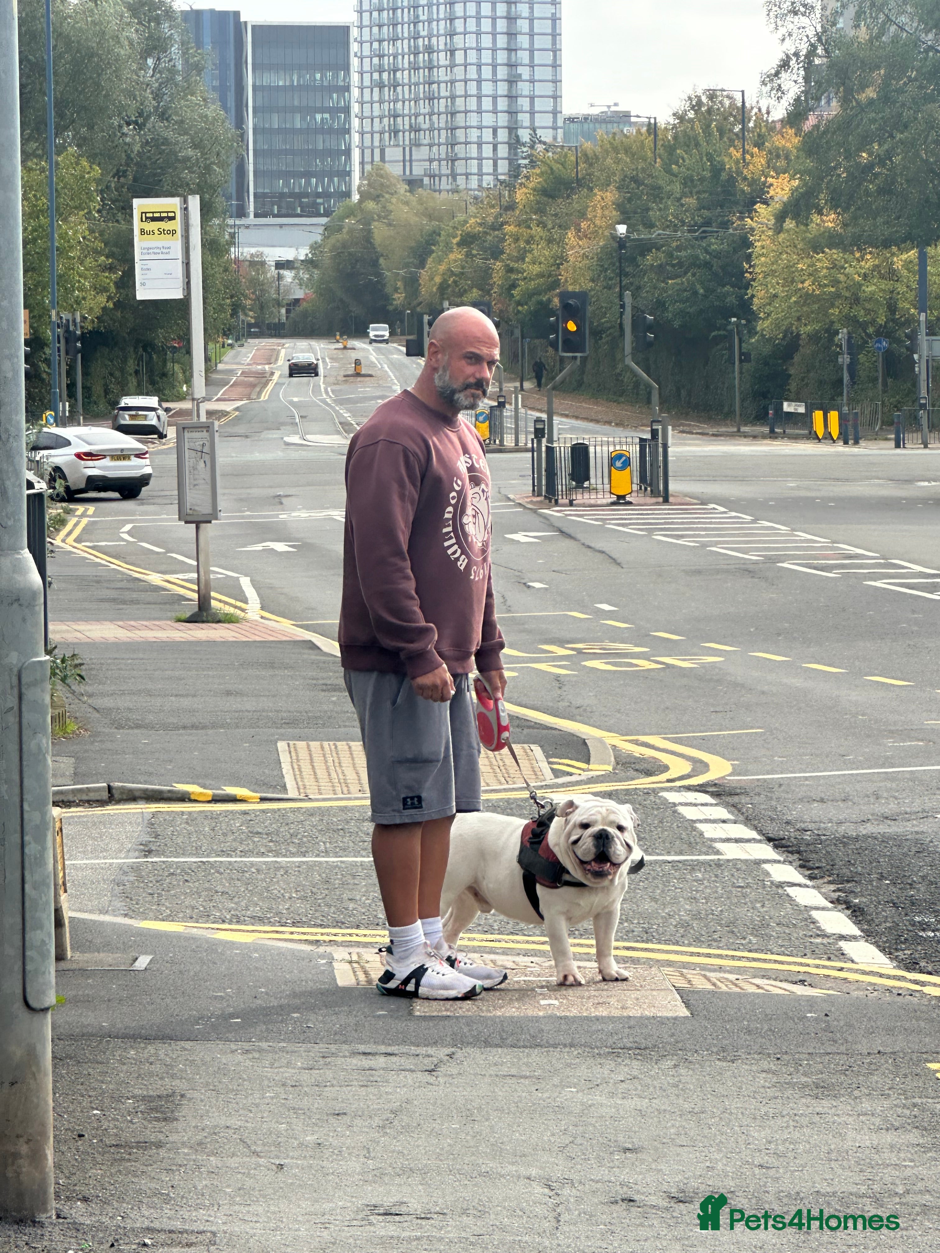 English Bulldog dogs Exceptional Ch Bloodline CH RICATORI RE DESIGNED…  - Advert 18