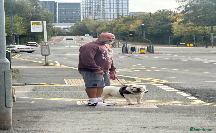 English Bulldog dogs - Advert 2