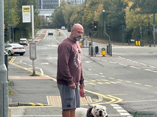 English Bulldog dogs - Advert 1