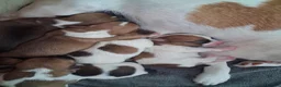 Jack Russell dogs for sale: Jack Russell puppies in Prestatyn - Advert 5