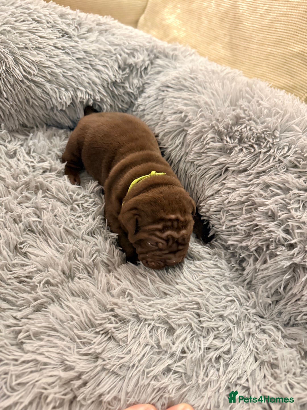 Mixed Breed dogs for sale: Gawjuss Bullpei Puppies 🐶 - Advert 10