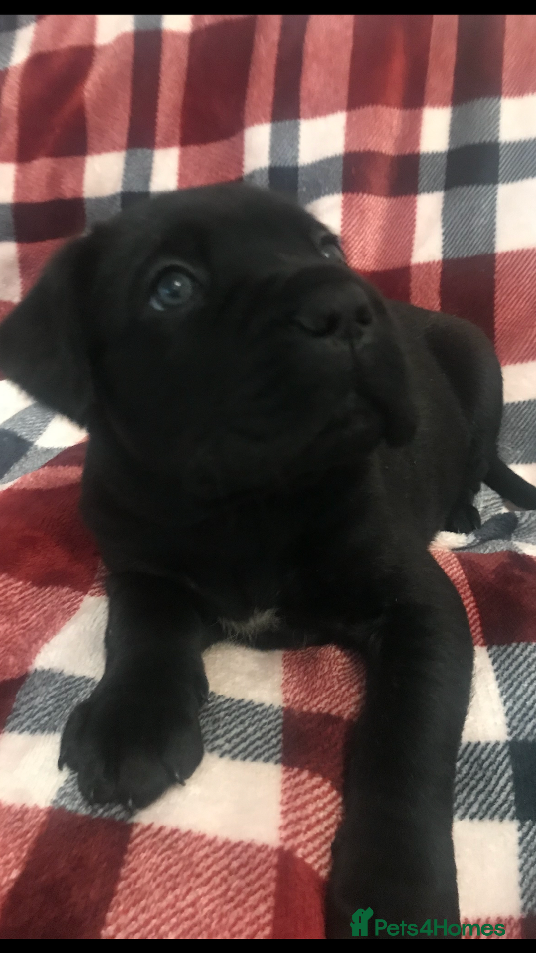 Cane Corso dogs for sale: ONE & ONLY UK LITTER DEL DYRIUM BLOOD LINES  🖤  - Advert 18