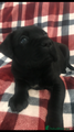 Cane Corso Puppy 5