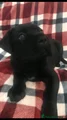 Cane Corso Puppy 5