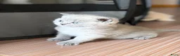 Scottish Fold cats for sale: Scottish fold kittens 🐾 - Advert 2