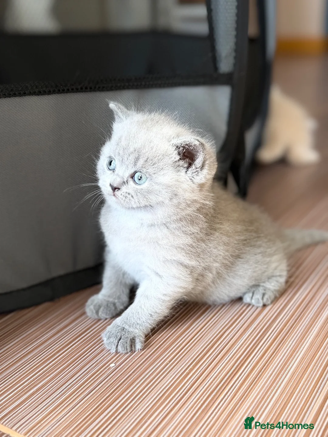 Scottish Fold cats for sale: Scottish fold kittens 🐾 - Advert 2