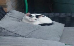 British Shorthair cats for sale: Black and white male 13 week kitten  - Image 4