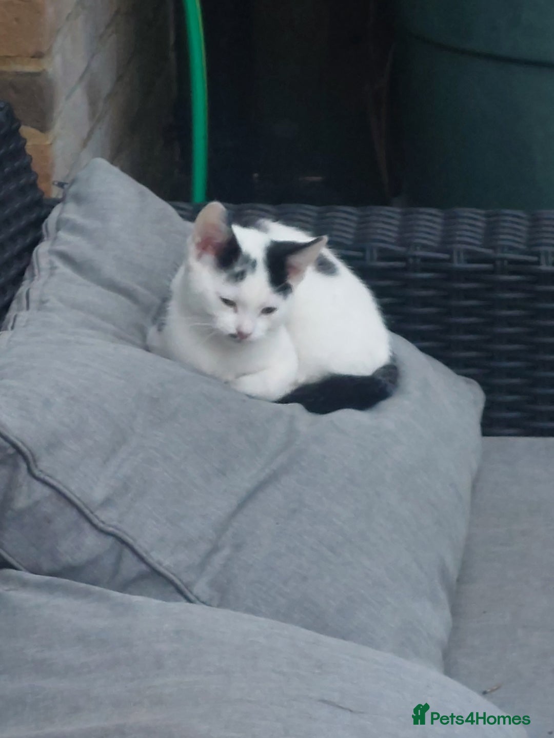 British Shorthair cats for sale: Black and white male 13 week kitten  - Image 4