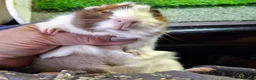 Guinea Pig rodents for sale: Attractive baby boy Guinea Pigs - Advert 12
