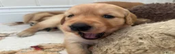 Golden Retriever dogs for sale: Golden Retriever Pup's for sale. - Advert 17