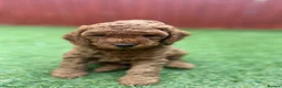 Cavapoo dogs for sale: F1b Cavapoo Puppies - Advert 7