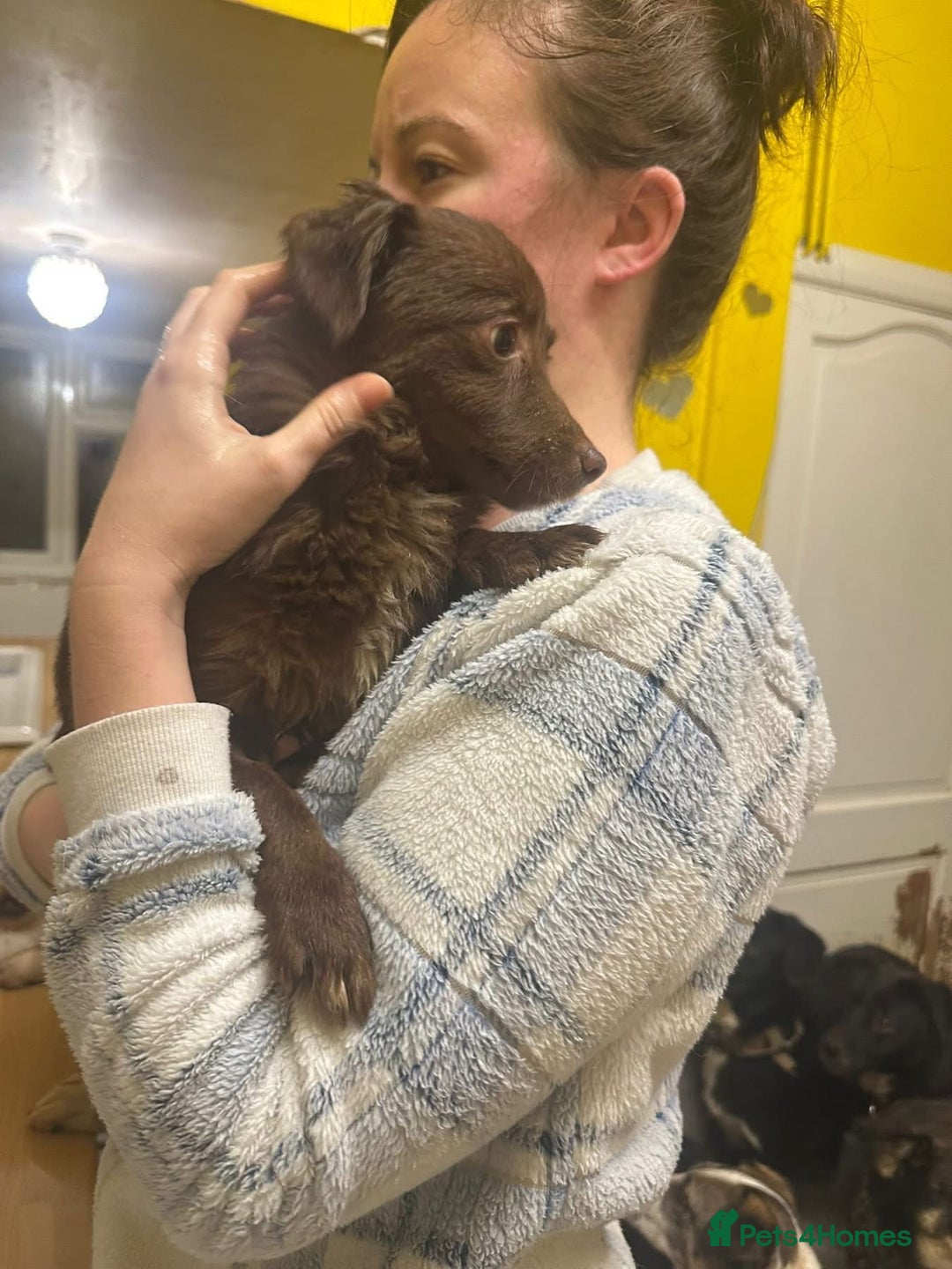 Mixed Breed dogs for adoption: Bear - North Walsham Norfolk  - Advert 7