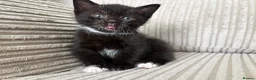 Mixed Breed cats for sale: 🐾 Beautiful and playful Tuxedo & mixed Kittens  - Advert 17