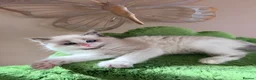 Ragdoll cats for sale: Stunning champion line Ragdoll kittens - Advert 29