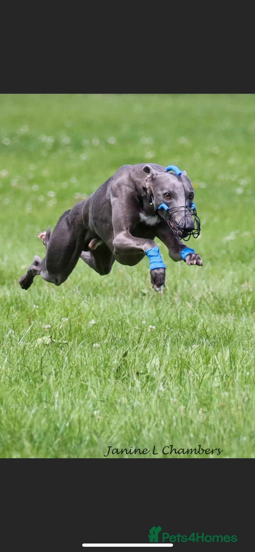 Whippet dogs for stud: KC Registered Blue Whippet Proven Stud Dog in Barnsley - Advert 4