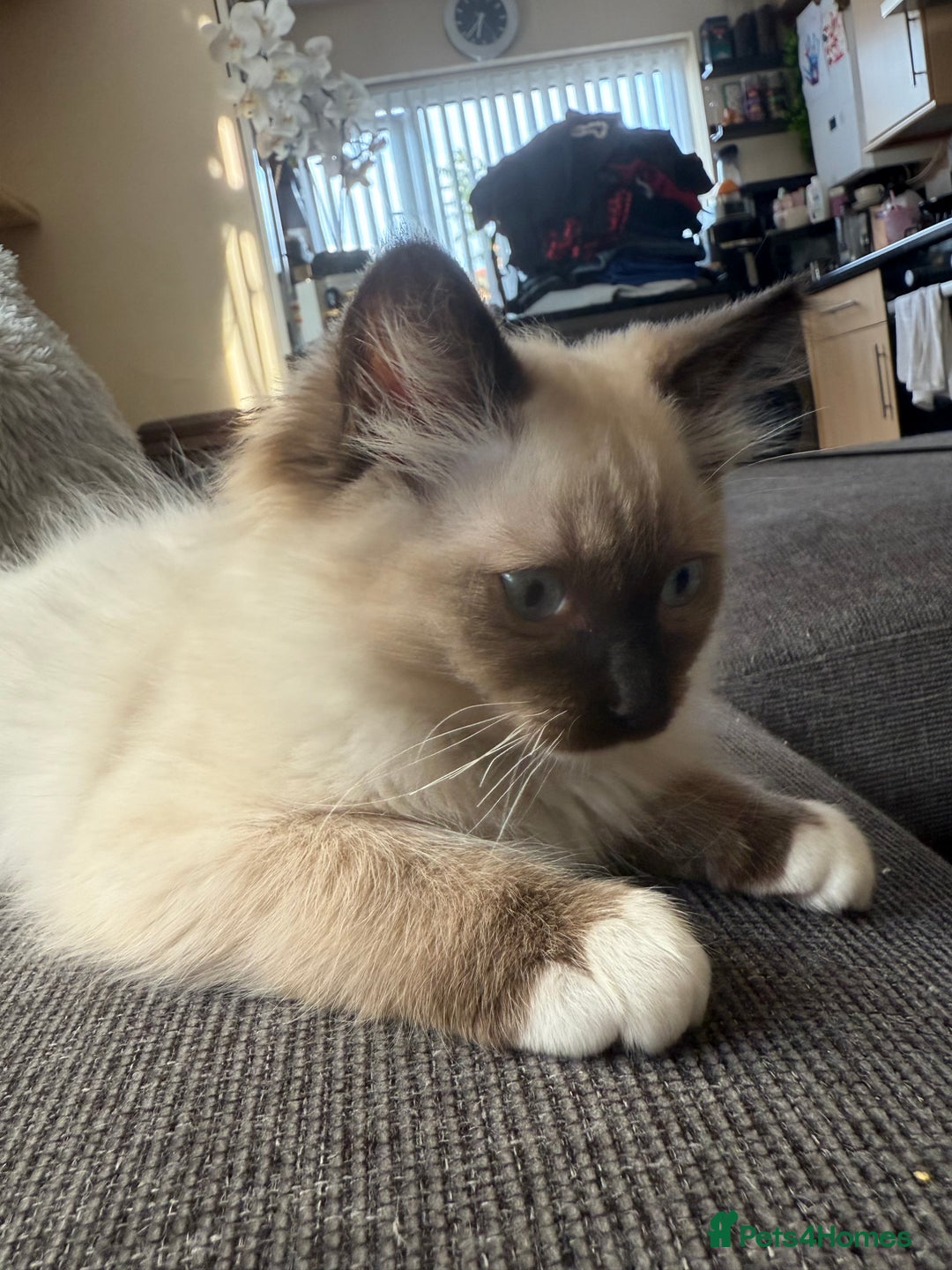 Ragdoll cats for sale: Beautiful Ragdol babies ready to leave  - Image 35