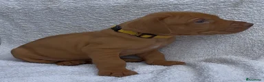 Hungarian Vizsla Puppy 1