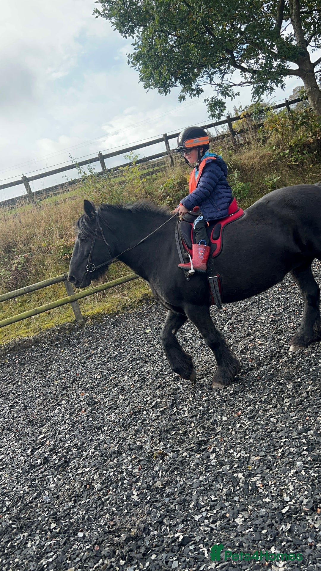 Fell horses for sale: Cob x Fell mare 10yrs old  - Advert 11
