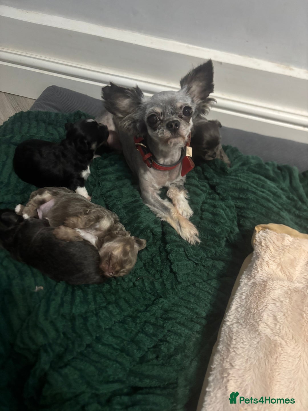 Chihuahua dogs for sale: Blue chihuahua puppy - Advert 1