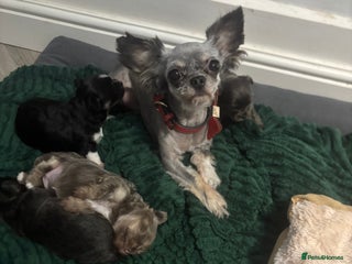 Chihuahua dogs Blue chihuahua male - Advert 1