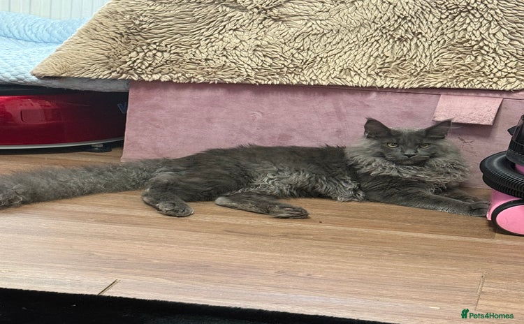 Maine Coon cats - Advert 2