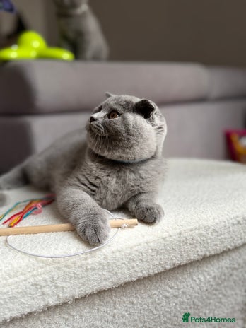 Scottish Fold cats - Advert 12