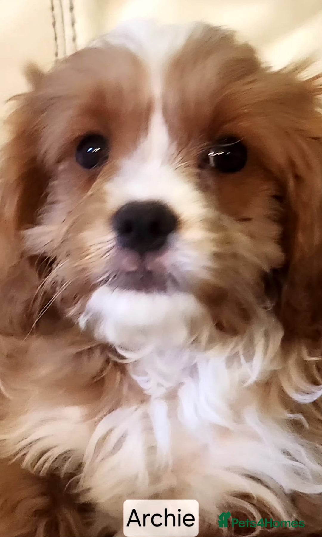 Cavapoo dogs for sale: Miniature Cavapoo Puppies – Home Reared !!! - Advert 23