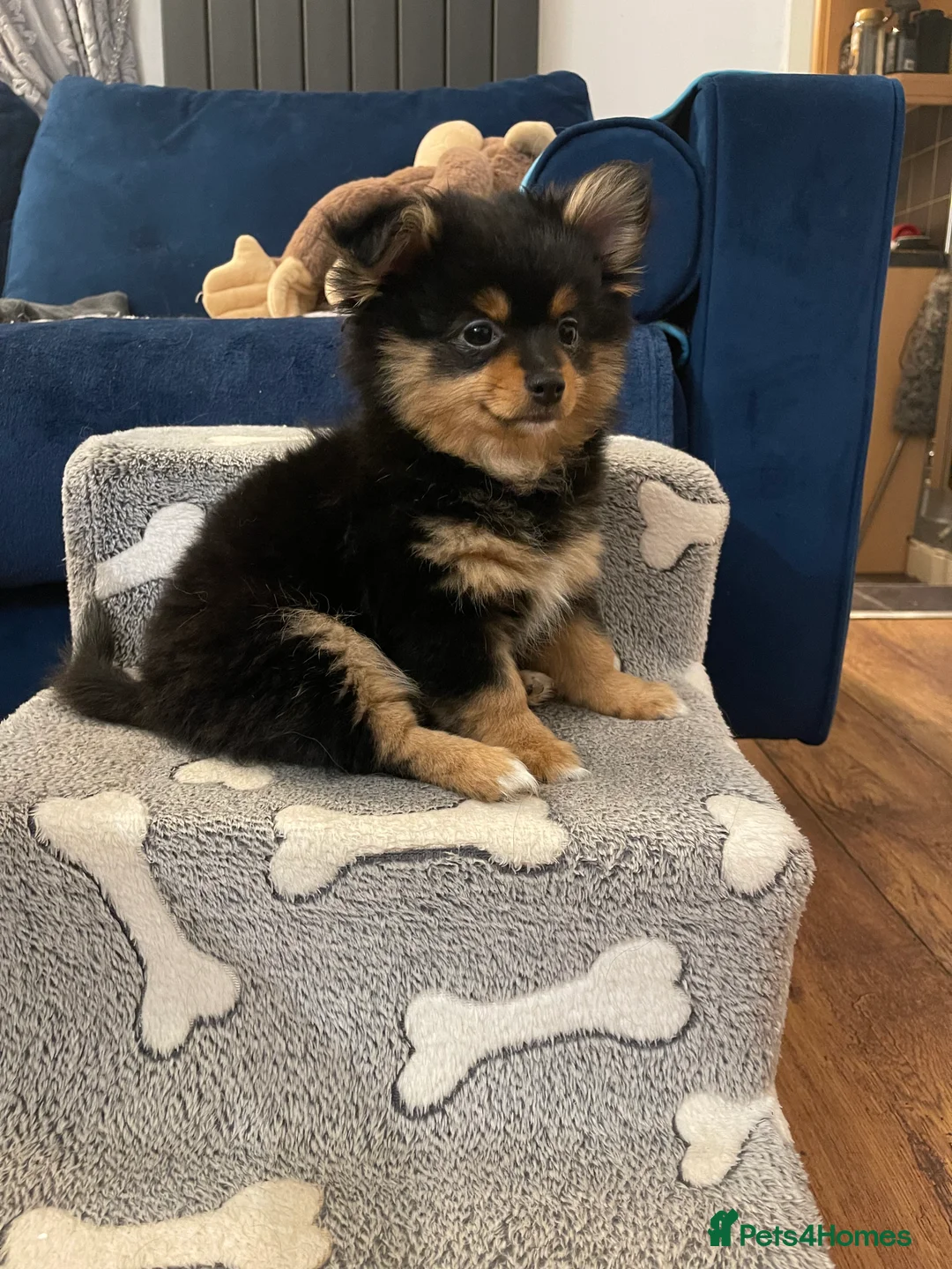 Pomchi dogs for sale: Ready Now☺️3 Pomerinian/Pomchi Puppies❤️ - Advert 7