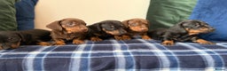 Miniature Dachshund dogs for sale: 🌸Stunning minature smooth haired dachshund🌸 - Advert 9
