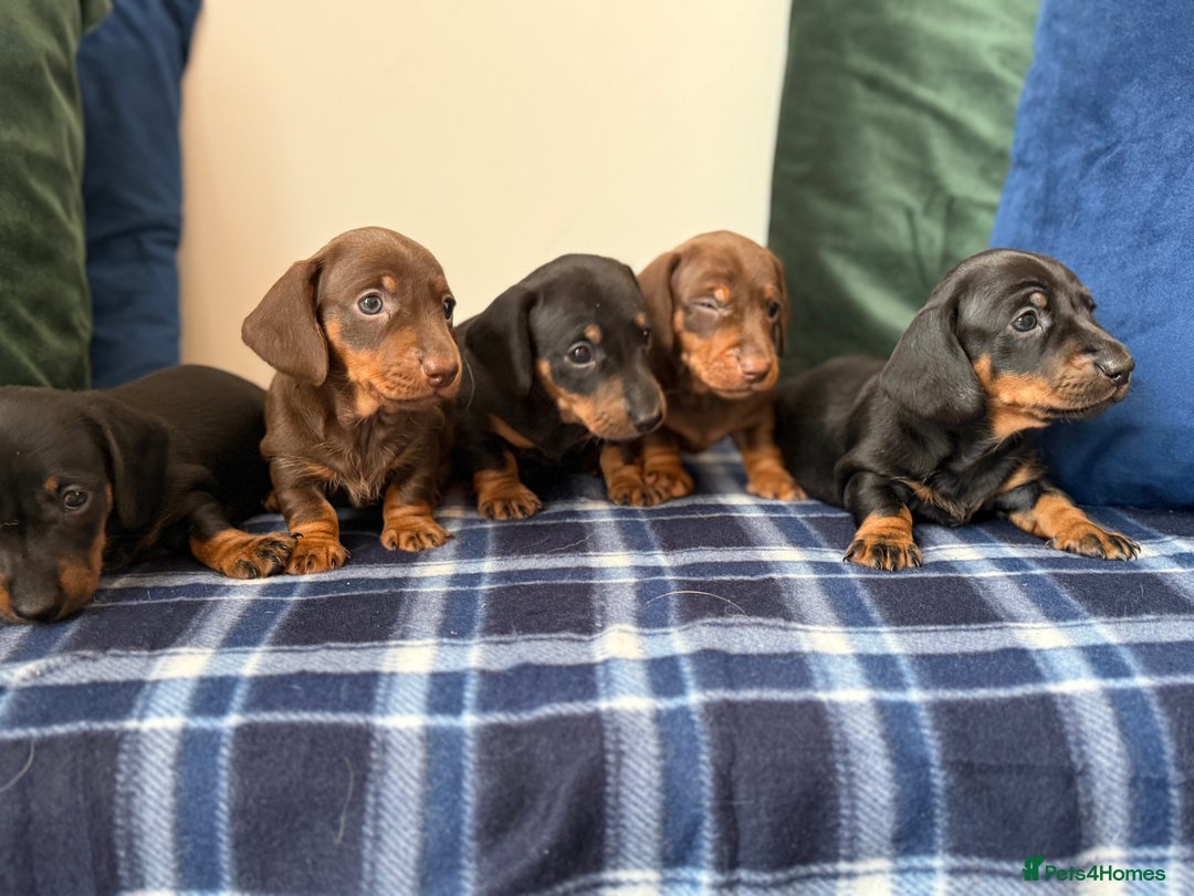 Miniature Dachshund dogs for sale: 🌸Stunning minature smooth haired dachshund🌸 - Advert 9