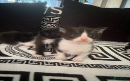 Mixed Breed cats for sale: Toxido kittens  - Image 30