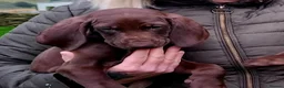German Shorthaired Pointer dogs for sale: GSP puppies READY NOW - Advert 2