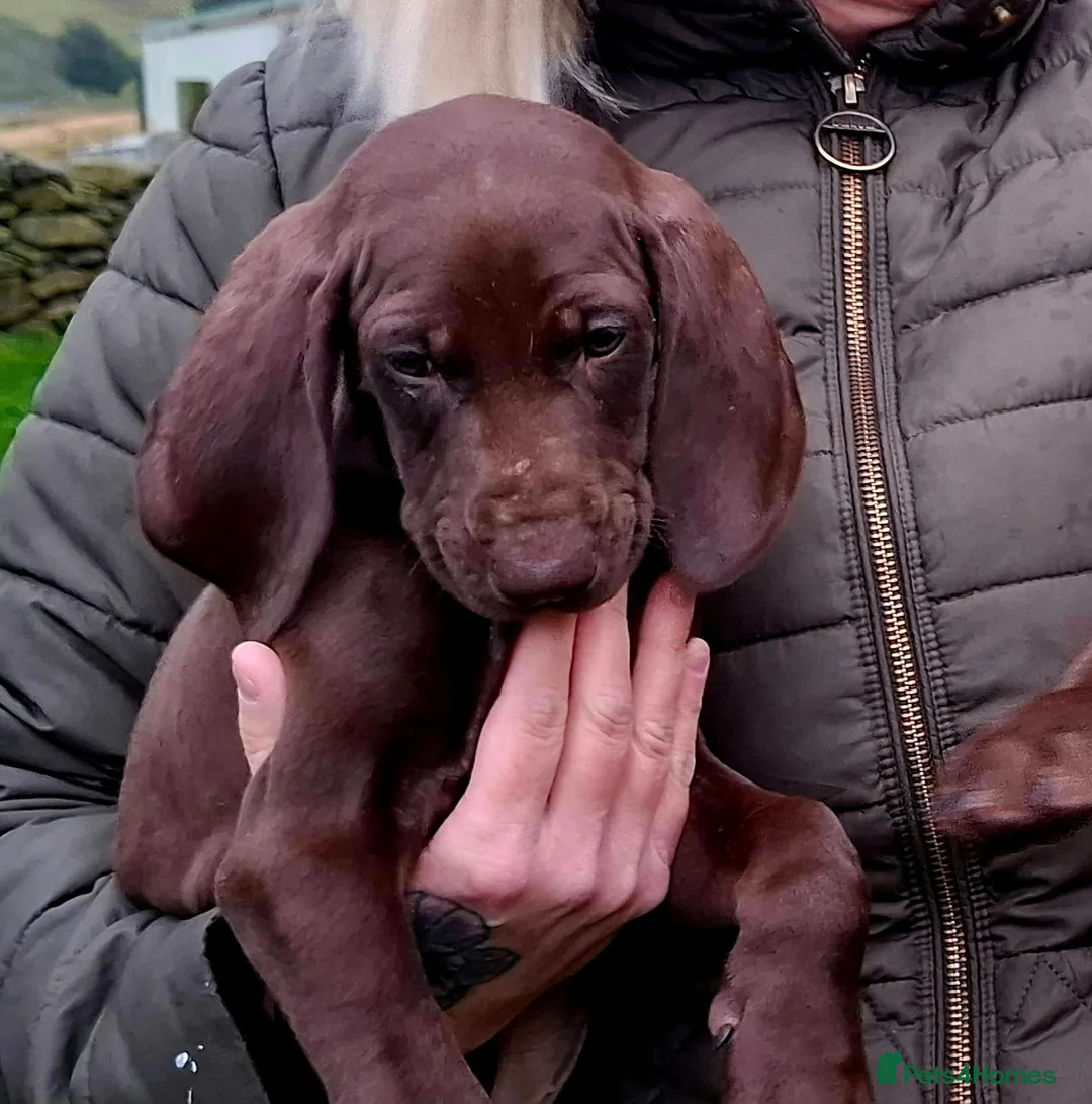 German Shorthaired Pointer dogs for sale: GSP puppies READY NOW - Advert 2