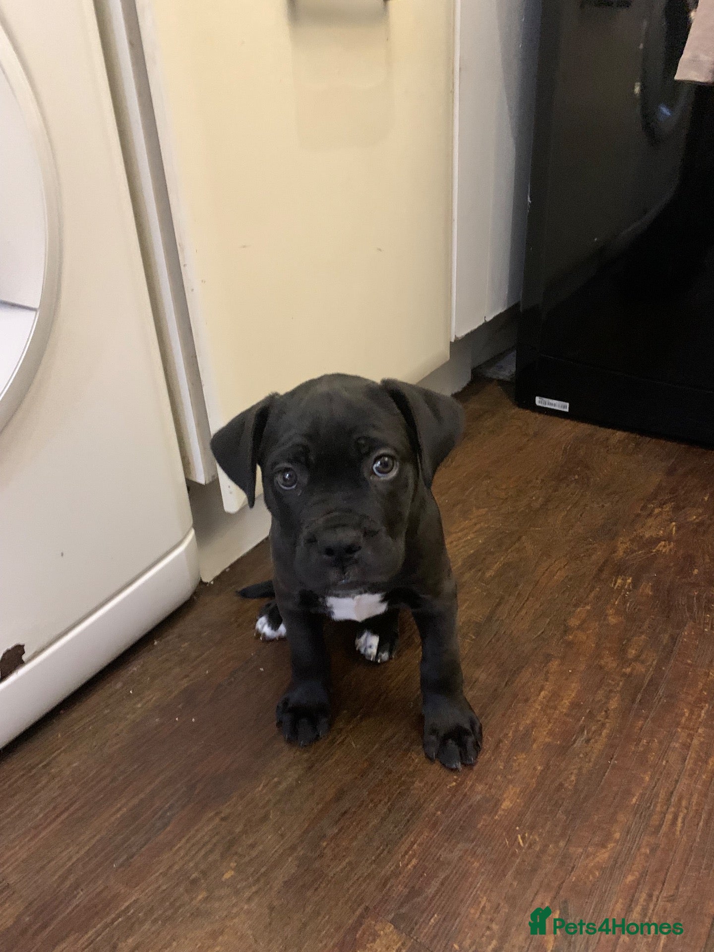 Cane Corso dogs for sale: Cane corso puppy (female)  - Advert 10