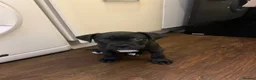 Cane Corso dogs for sale: Cane corso puppy (female)  - Advert 1