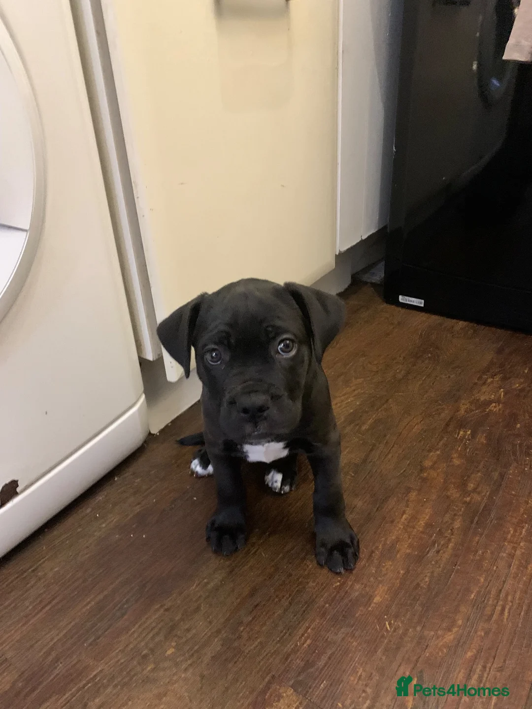 Cane Corso dogs for sale: Cane corso puppy (female)  - Advert 1