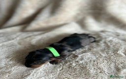 Dachshund dogs for sale: Miniature Dachshunds - Image 4