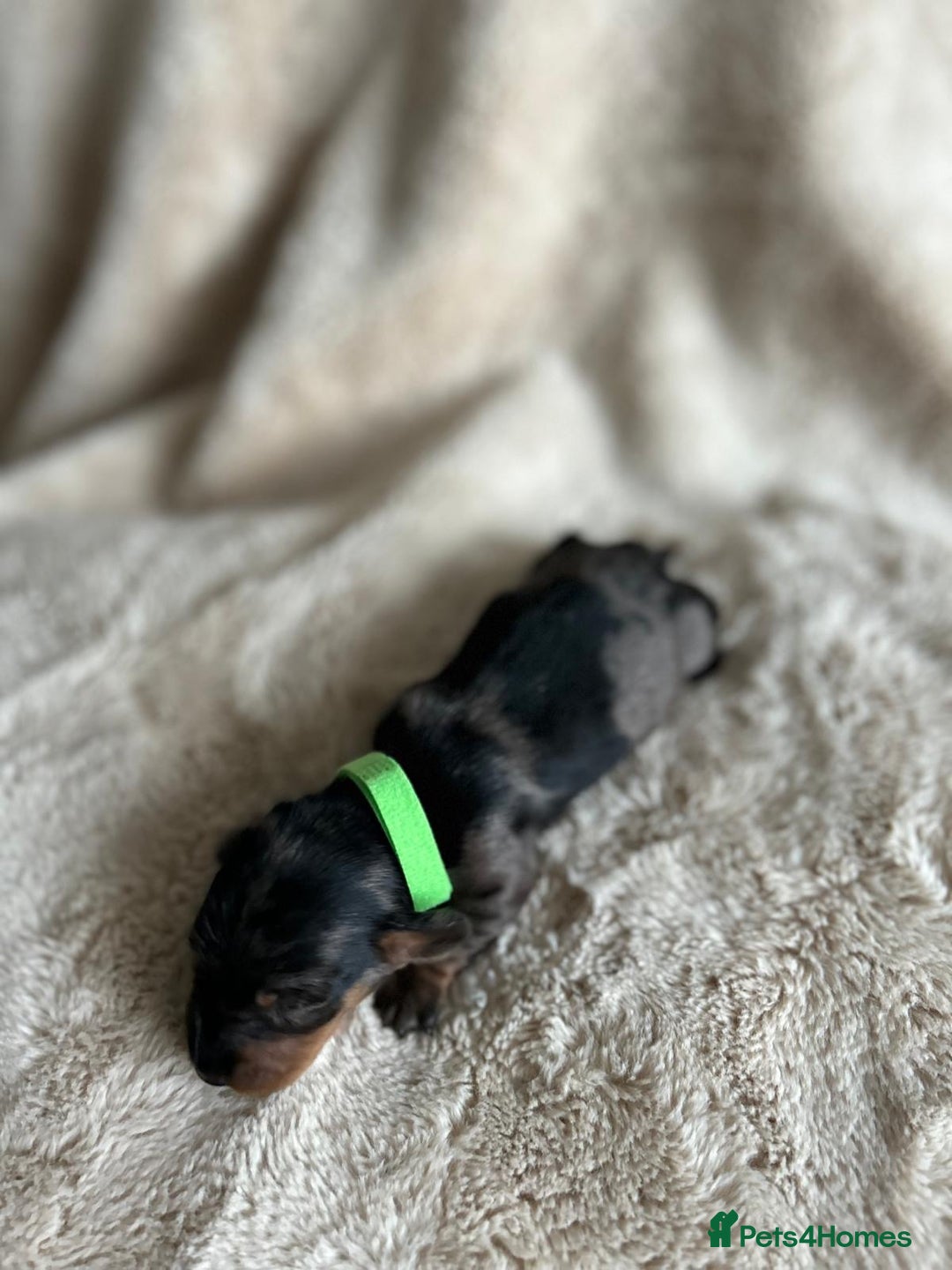 Dachshund dogs for sale: Miniature Dachshunds - Image 4