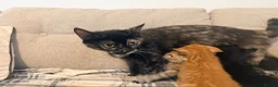 Domestic Shorthair cats for sale: Ginger Domestic short hair - Advert 2