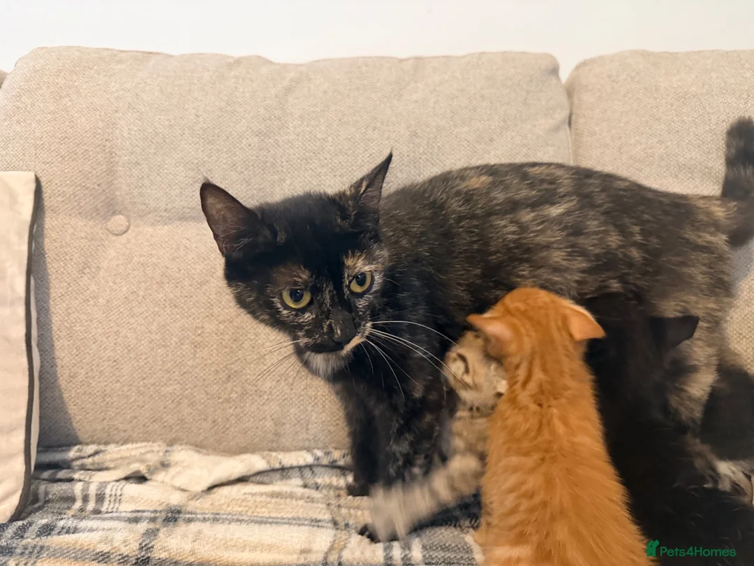 Domestic Shorthair cats for sale: Ginger Domestic short hair - Advert 2