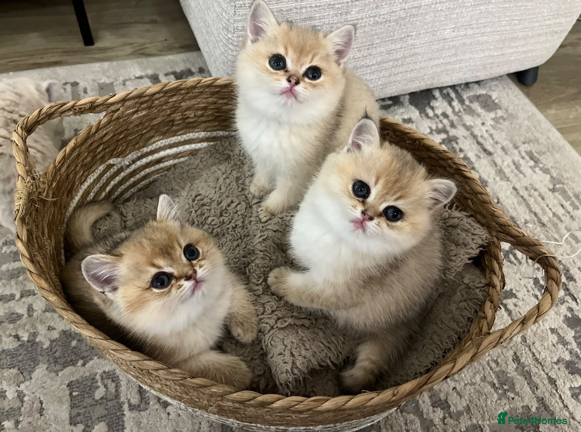 British Shorthair cats  British Golden Shorthair TikTok-sushikardi - Advert 1