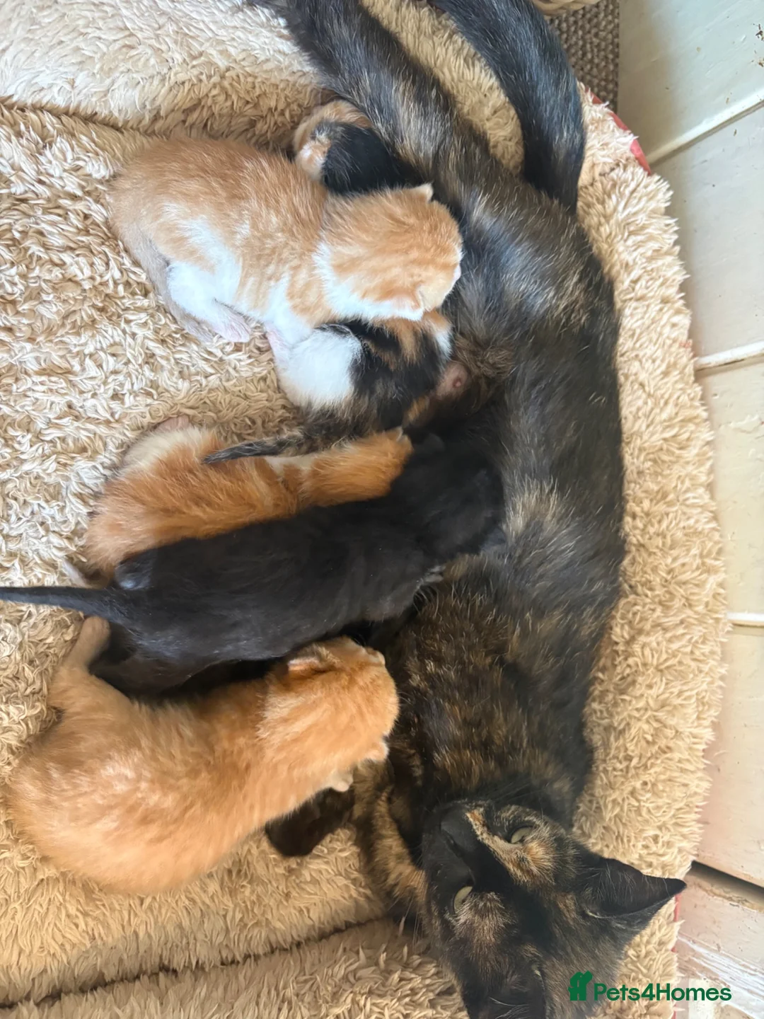 Mixed Breed cats for sale: 6 beautiful kittens - Advert 1