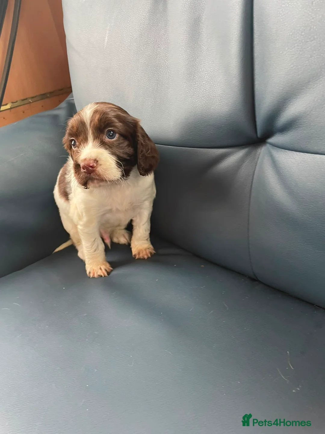 Cocker Spaniel dogs for sale: cocker spaniel puppies - Advert 11
