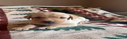 Labrador Retriever dogs for sale: KC registered Yellow Labrador puppies - 2 males  in Coleford - Advert 5