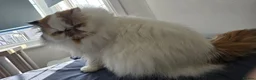 Persian cats for sale: Persian Cats Looking for Forever Loving Home - Advert 9