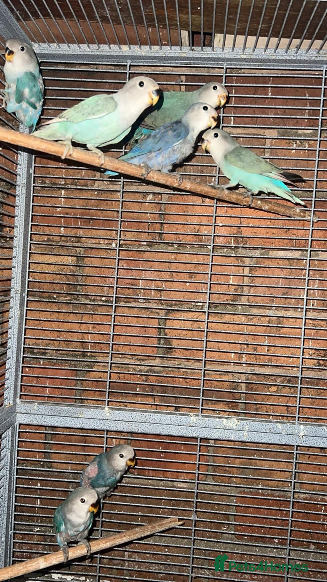 Lovebirds birds for sale: love bird chicks - Advert 3